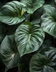 leaves of Spathiphyllum cannifolium, abstract green texture, nature background, tropical leaf Generative AI