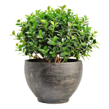 recommend clip art: Houseplant in Stylish Modern plant Pot clipart