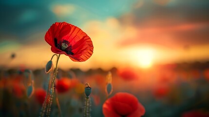 nature background with red poppy flower poppy in the sunset in the field - obrazy, fototapety, plakaty