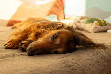 Red longhaired dachshund lying on a coach. Small fluffy dog sleeping at home. Cute domestic animal...