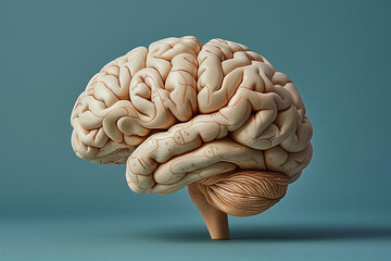 3D Human brain anatomy . Color isolated background . - obrazy, fototapety, plakaty