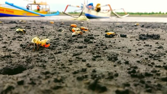 small fiddler crabs on black sand beach with fishing boats in the background