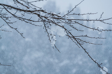 真っ白で美しい雪国の風景