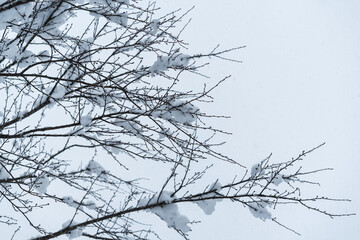 真っ白で美しい雪国の風景