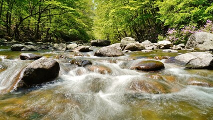 Wonderful spring scenery of Jiri Mountain in Korea