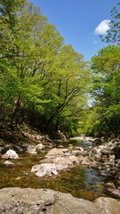 Naklejka na ściany i meble Wonderful spring scenery of Jiri Mountain in Korea
