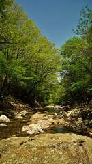 Fototapeta na wymiar Wonderful spring scenery of Jiri Mountain in Korea