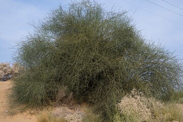 Jaisalmer, Rajasthan, India - 12 January 2024: The Plants of the Thar Desert. Small green desert plant growing in sand. Rows of Tamarix dioica plants in the Thar desert.