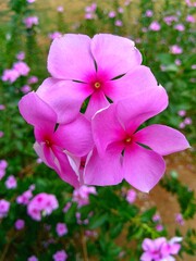 Pink Blossoms Gathered: Nature's Blush in Floral Unity Revealed