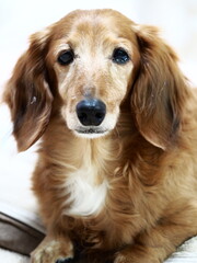 赤毛のミニチュアダックスフンド