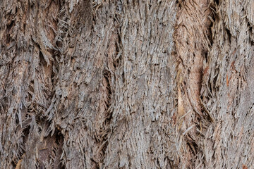 texture of a bark close up
