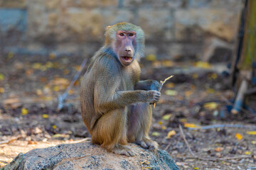 baboon sitting on the ground