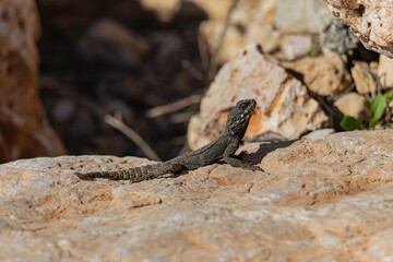 small lizard on the stone