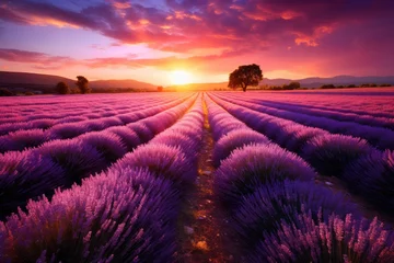 Fototapeten Close photo Beautiful lavender at sunset, Close up lavender flowers in beautiful field at sunset, AI generated © Tanu