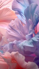 Harmony of Hues: Close-up view showcasing the harmonious blend of colors in Gladiolus petals.