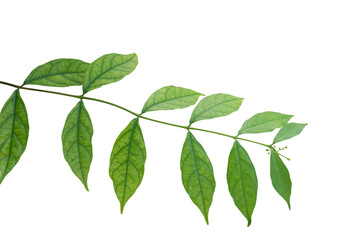 Fototapeta premium green leaves isolated