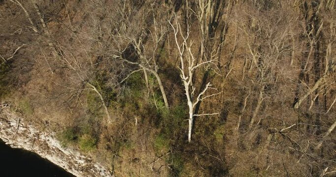 Barren trees and vegetation around lake flint creek, arkansas, aerial view