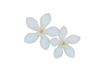 Fototapeta na wymiar white flower isolated