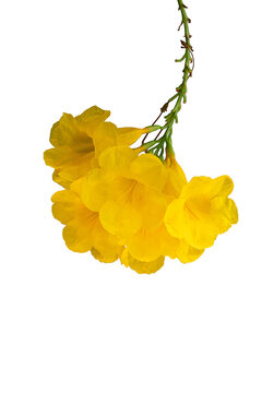 yellow flower plant isolated 