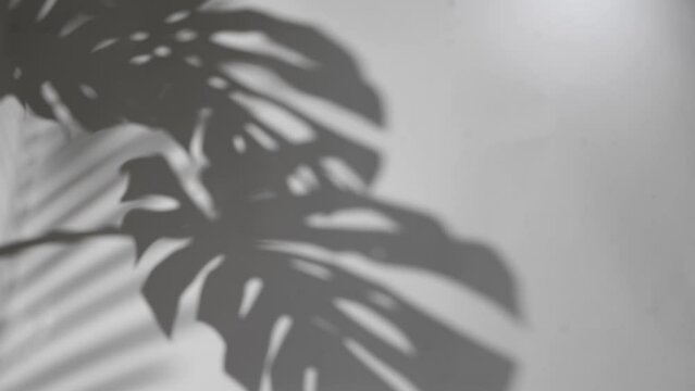 blur background shadows monstera leaf on concrete plants absorb toxins on white wall .