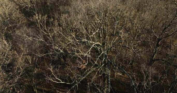 Barren trees by lake flint creek, lake swepco in arkansas, reflecting a serene winter mood, aerial view
