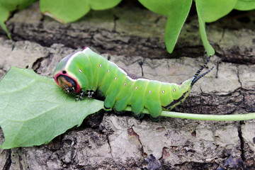 Large caterpillar of European puss moth (Cerura Vinula) or springtail close up in natural light