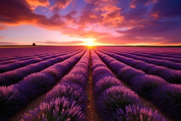 Fototapeten Beautiful lavender field at sunset, Beautiful sunset over lavender field in Provence, Ai generated © Tanu