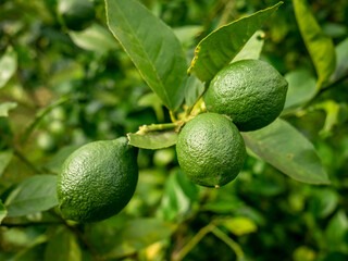 green view of green lime and its leaves
