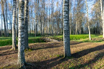 Photo sur Plexiglas Bouleau landscape with a birch grove on a spring morning, the first bright green