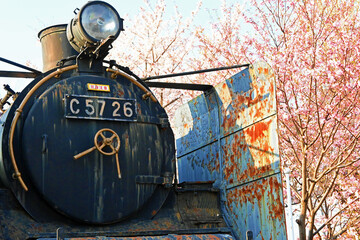 桜の花と年季の入ったC57型蒸気機関車
