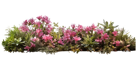 Flowering shrub and green plants for landscaping. Decorative shrub and flower beds isolated on transparent background