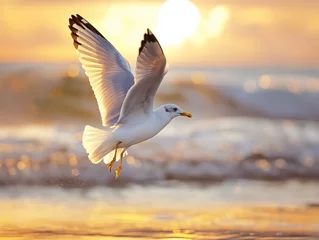 Foto op Plexiglas Majestic Seagull Soaring Over Golden Sunset Beach Seascape © Qstock