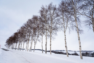 Obraz premium 北海道美瑛の丘の雪景色