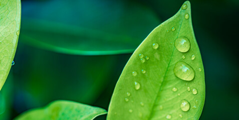 Peaceful nature closeup. Beautiful artistic green leaves with drops of water. Drops of dew in the...