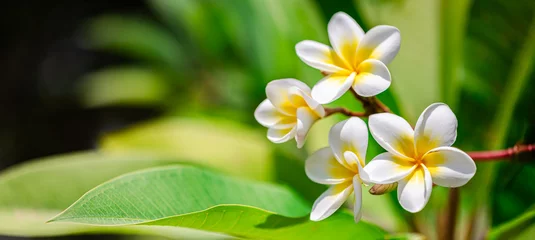 Fototapeten Plumeria Romantic love flowers. Tropical Plumeria floral garden closeup, white yellow Frangipani blossoms on green lush foliage. Honeymoon blooming white flowers. Happy bright sunny panoramic nature banner   © icemanphotos