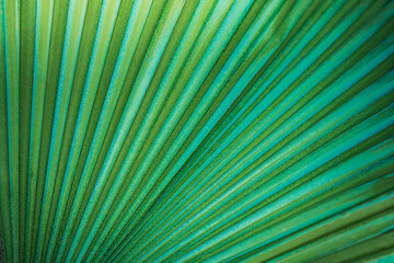 Closeup tropical palm leaf and shadows, exotic abstract natural green lush background, dark tone textures. Sunshine garden park plant summer foliage panoramic banner wallpaper. Inspire relaxing nature