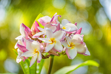 Romantic love flowers. Tropical Plumeria floral garden closeup, white pink Frangipani blossoms on green lush foliage. Honeymoon blooming white flowers. Happy bright sunny panoramic nature banner
