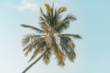 Happy summer vacation. Inspire mood of tropical palm trees sunlight on sky background. Outdoor sunset exotic foliage closeup nature landscape. Coconut palm trees shining sun over bright sky panorama