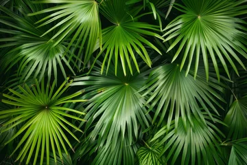 Papier Peint photo Lavable Brésil Palm Leaf Pattern, Lush Jungle Background, Exotic Tropic Foliage, Palm Leaves Silk Embroidery