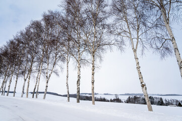 北海道美瑛の丘の雪景色