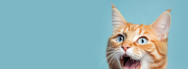 Ginger cat with mouth open looking shocked, surprised. Blue color background. Copy space. Pet long banner. Skeptic cat closeup. Tabby feline look up side, making funny face. Wide eyed kitten call meow - obrazy, fototapety, plakaty