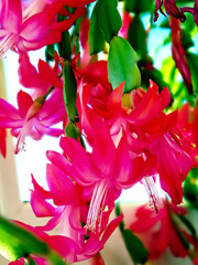 Blooming Christmas cactus in a pot on the windowsill, macro - 750388814