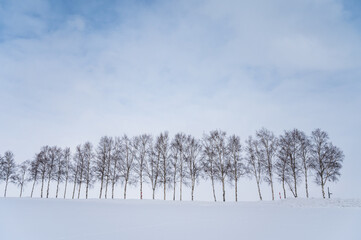 北海道美瑛の丘の雪景色