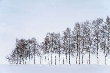 北海道美瑛の丘の雪景色
