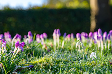 Purple flowering  spring crocus growing in a grassy lawn. Captured in the morning light with dew on...