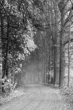 black and white landscape with trees, avenue of trees