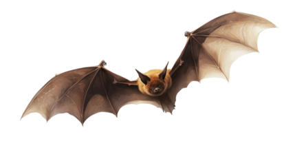 Flying bat isolated on transparent a white background