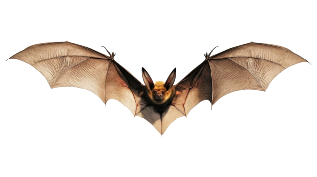 Flying bat isolated on transparent a white background