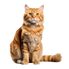 Orange tabby cat isolated on transparent a white background