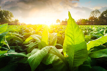 Tobacco leaf tree field concept, tobacco planting garden agriculture farm in country, green leaves stem plantation in farmland, cigarette product from tobacco is unhealthy for people, smoking plants. - obrazy, fototapety, plakaty